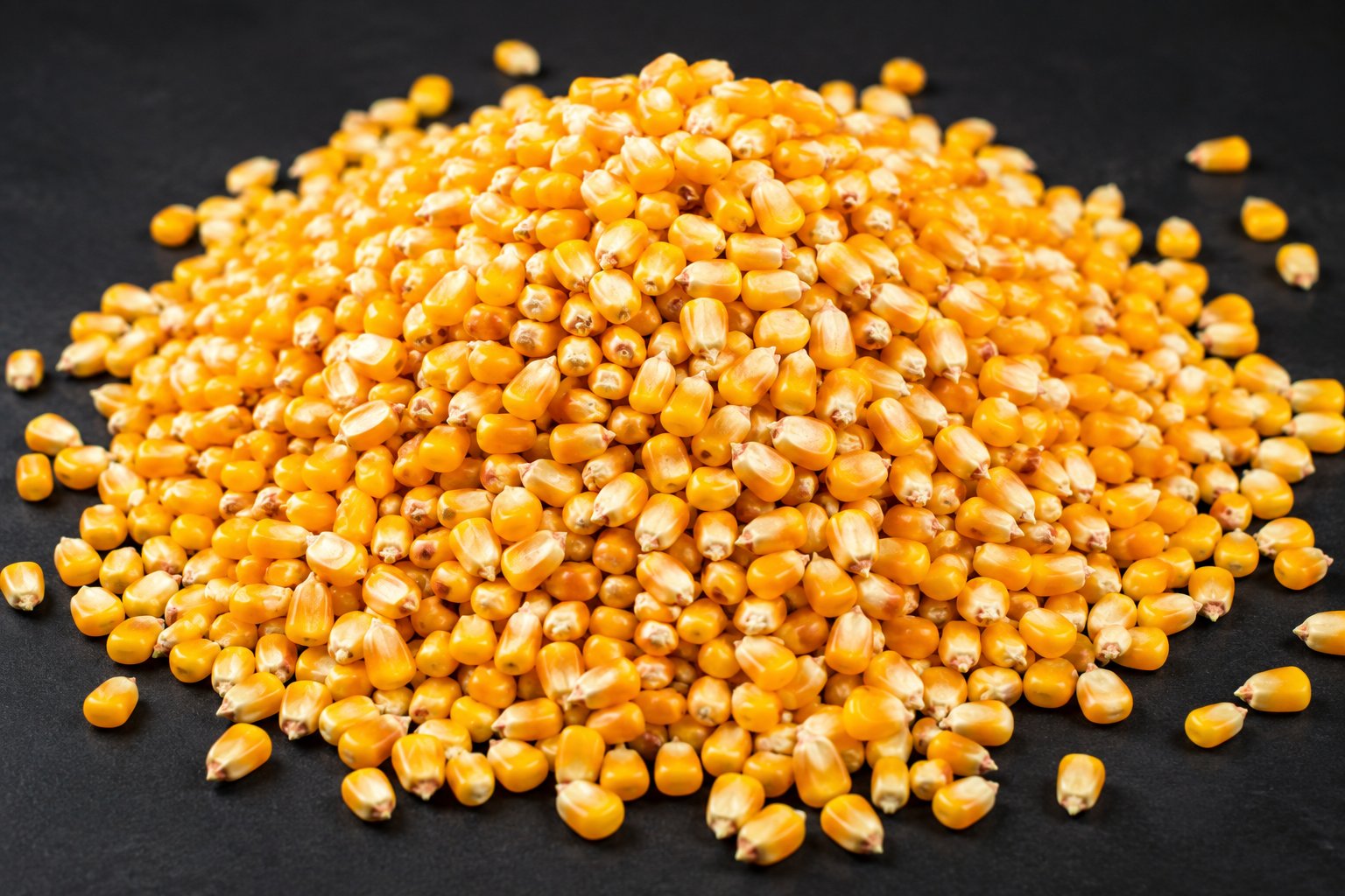 Quality Feed-Grade Maize Corn
